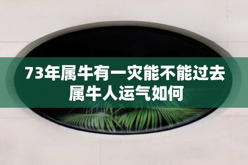 73年属牛有一灾能不能过去 属牛人运气如何