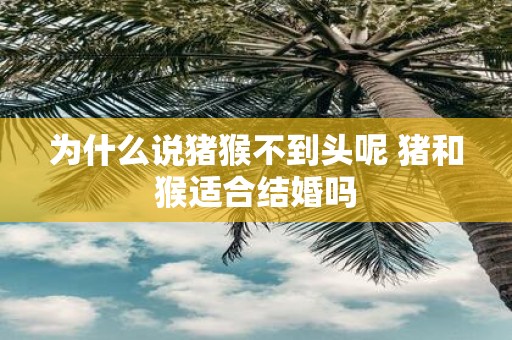 为什么说猪猴不到头呢 猪和猴适合结婚吗