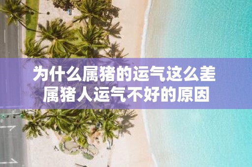 为什么属猪的运气这么差 属猪人运气不好的原因