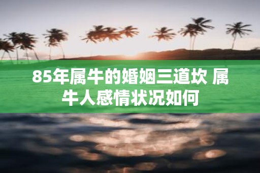 85年属牛的婚姻三道坎 属牛人感情状况如何