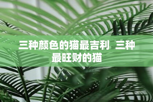 三种颜色的猫最吉利 三种最旺财的猫