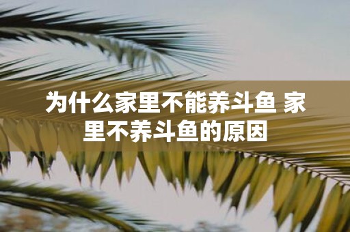 为什么家里不能养斗鱼 家里不养斗鱼的原因
