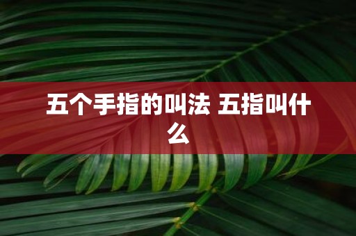 五个手指的叫法 五指叫什么