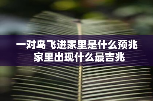 一对鸟飞进家里是什么预兆 家里出现什么最吉兆