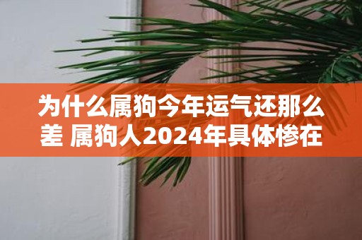 为什么属狗今年运气还那么差 属狗人2025年具体惨在哪方面