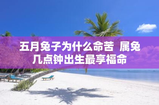 五月兔子为什么命苦 属兔几点钟出生最享福命