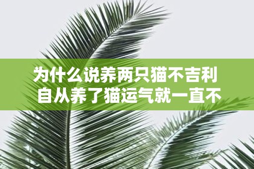为什么说养两只猫不吉利 自从养了猫运气就一直不好