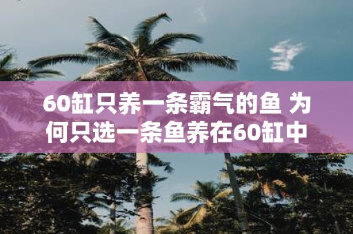60缸只养一条霸气的鱼 为何只选一条鱼养在60缸中