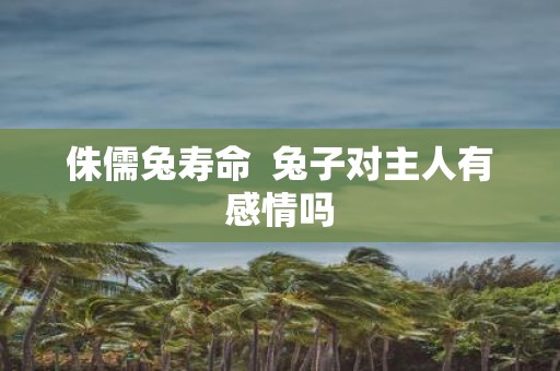 侏儒兔寿命 兔子对主人有感情吗