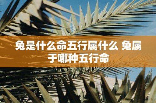 兔是什么命五行属什么 兔属于哪种五行命