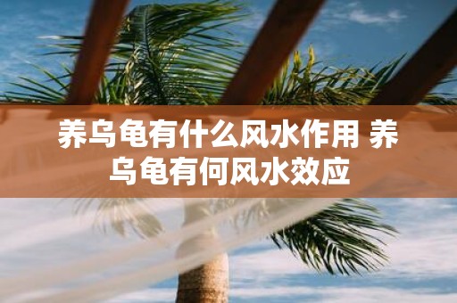 养乌龟有什么风水作用 养乌龟有何风水效应