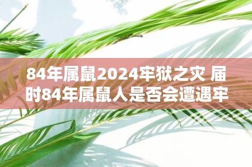 84年属鼠2025牢狱之灾 届时84年属鼠人是否会遭遇牢狱之灾