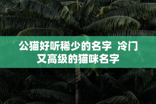 公猫好听稀少的名字 冷门又高级的猫咪名字