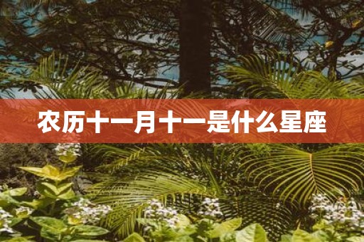 农历十一月十一是什么星座