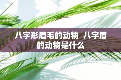 八字形眉毛的动物 八字眉的动物是什么
