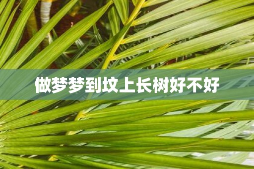 做梦梦到坟上长树好不好