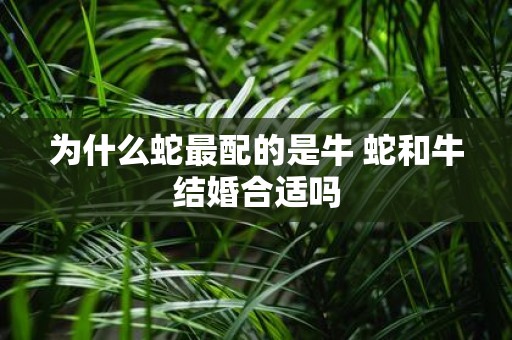 为什么蛇最配的是牛 蛇和牛结婚合适吗