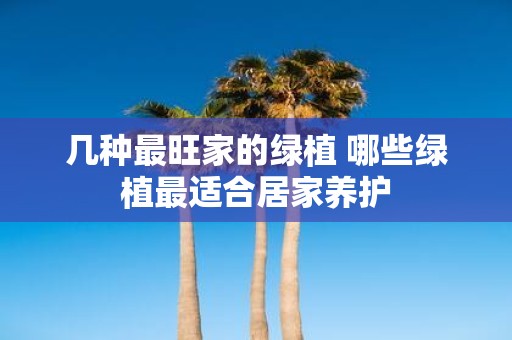 几种最旺家的绿植 哪些绿植最适合居家养护