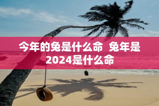今年的兔是什么命 蛇年是2025是什么命