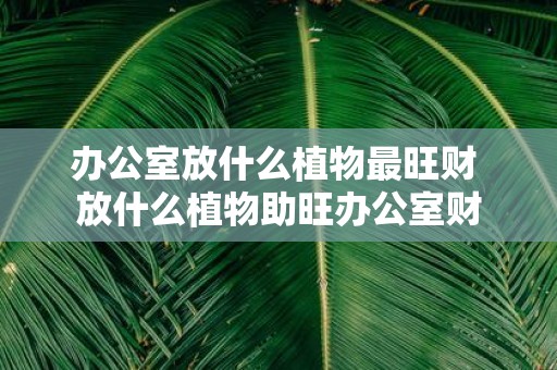 办公室放什么植物最旺财 放什么植物助旺办公室财