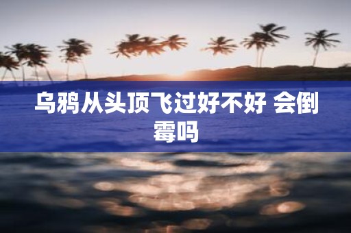 乌鸦从头顶飞过好不好 会倒霉吗