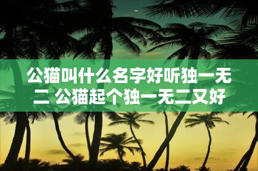 公猫叫什么名字好听独一无二 公猫起个独一无二又好听的名字