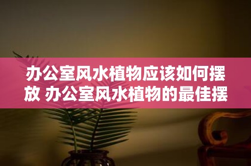 办公室风水植物应该如何摆放 办公室风水植物的最佳摆放方式