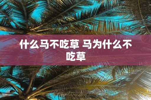 什么马不吃草 马为什么不吃草
