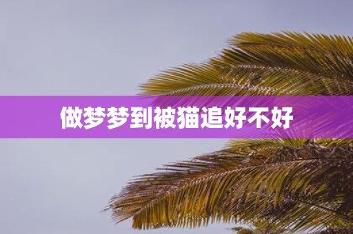做梦梦到被猫追好不好