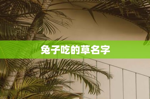 兔子吃的草名字