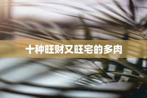 十种旺财又旺宅的多肉
