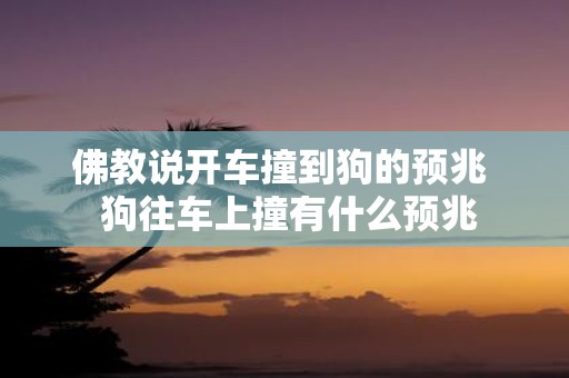 佛教说开车撞到狗的预兆 狗往车上撞有什么预兆