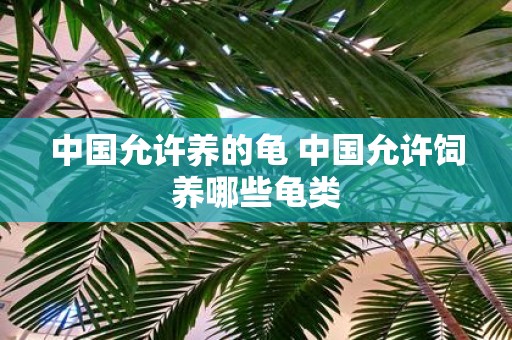 中国允许养的龟 中国允许饲养哪些龟类