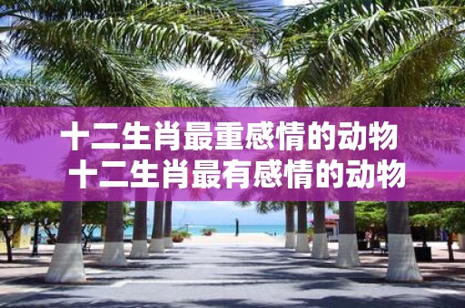 十二生肖最重感情的动物 十二生肖最有感情的动物