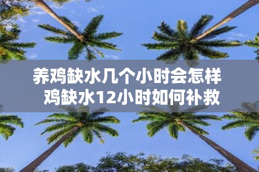 养鸡缺水几个小时会怎样 鸡缺水12小时如何补救