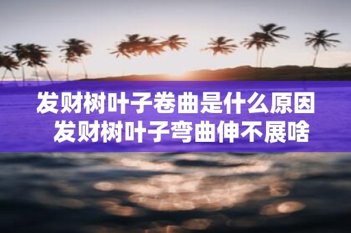 发财树叶子卷曲是什么原因 发财树叶子弯曲伸不展啥原因
