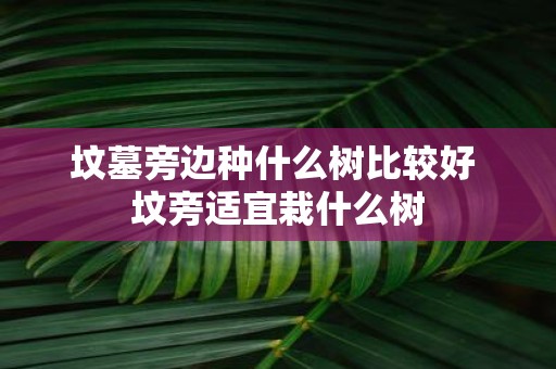 坟墓旁边种什么树比较好 坟旁适宜栽什么树