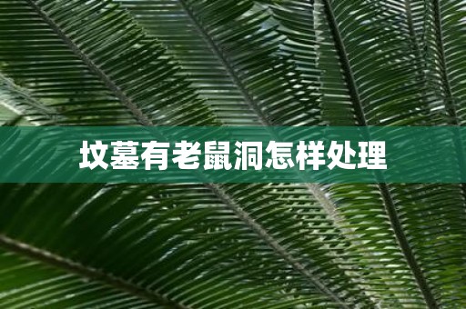 坟墓有老鼠洞怎样处理