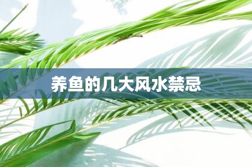 养鱼的几大风水禁忌