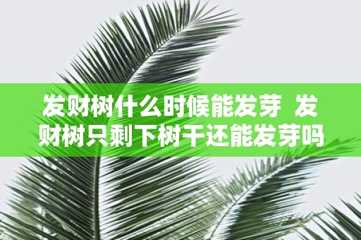 发财树什么时候能发芽 发财树只剩下树干还能发芽吗