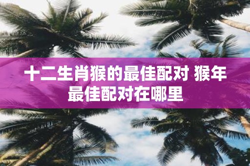 十二生肖猴的最佳配对 猴年最佳配对在哪里