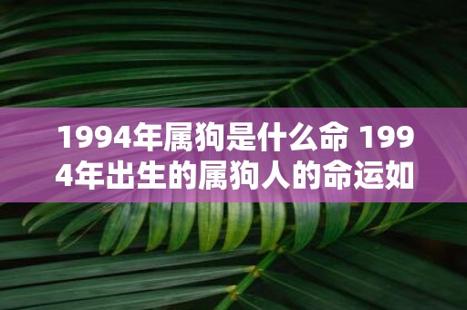 1994年属狗是什么命 1994年出生的属狗人的命运如何