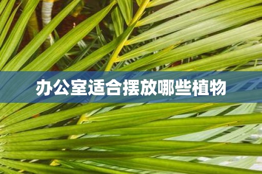 办公室适合摆放哪些植物