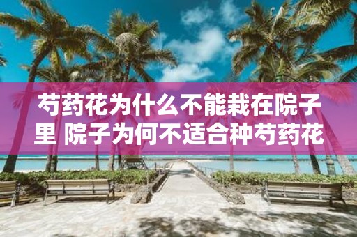 芍药花为什么不能栽在院子里 院子为何不适合种芍药花