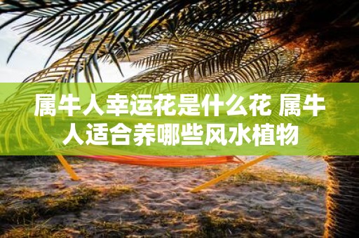 属牛人幸运花是什么花 属牛人适合养哪些风水植物