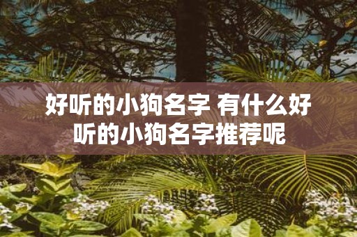 好听的小狗名字 有什么好听的小狗名字推荐呢