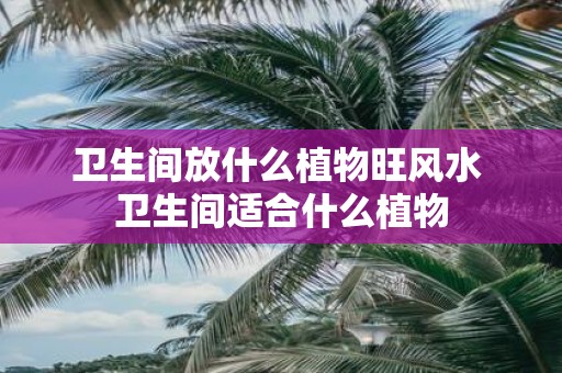 卫生间放什么植物旺风水 卫生间适合什么植物