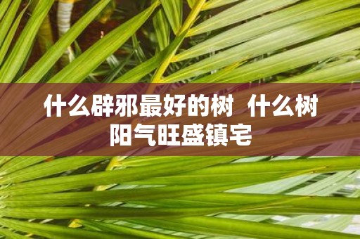 什么辟邪最好的树 什么树阳气旺盛镇宅