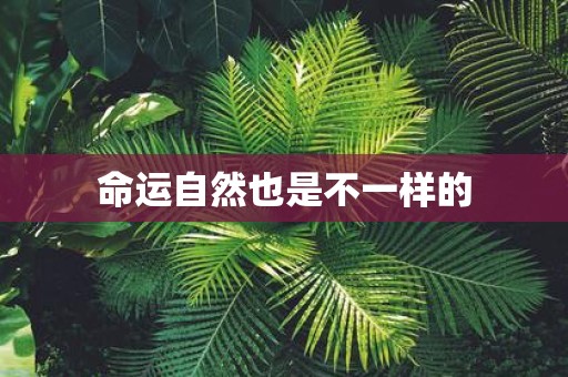 命运自然也是不一样的