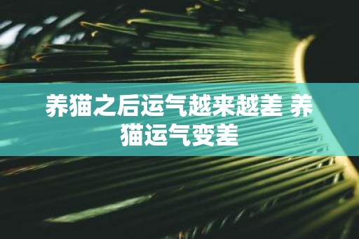 养猫之后运气越来越差 养猫运气变差